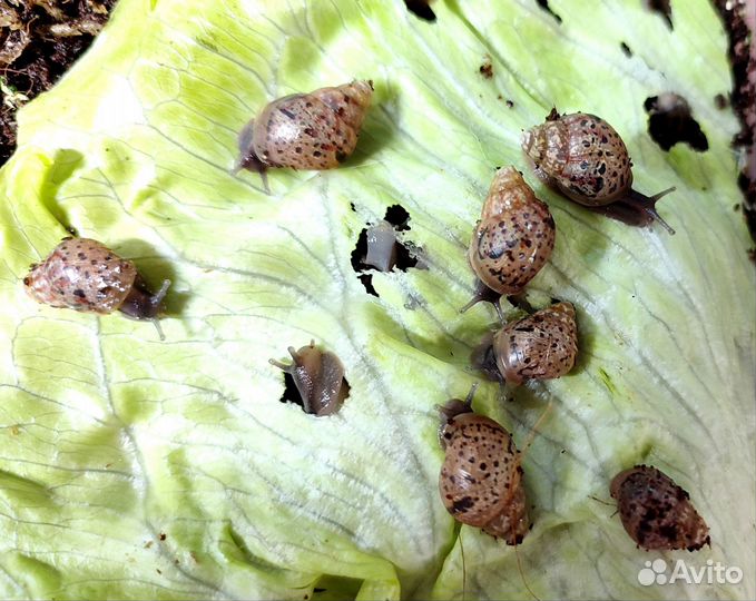 Ахатины улитята