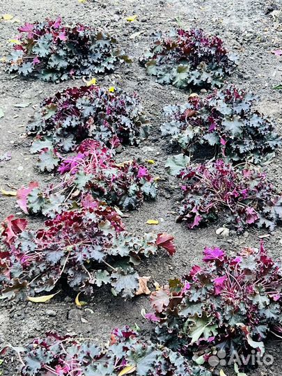 Черный принц Гейхера