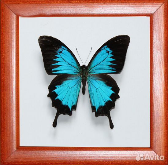 Бабочка в рамке Papilio ulysses