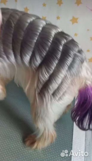 Груминг собак и кошек