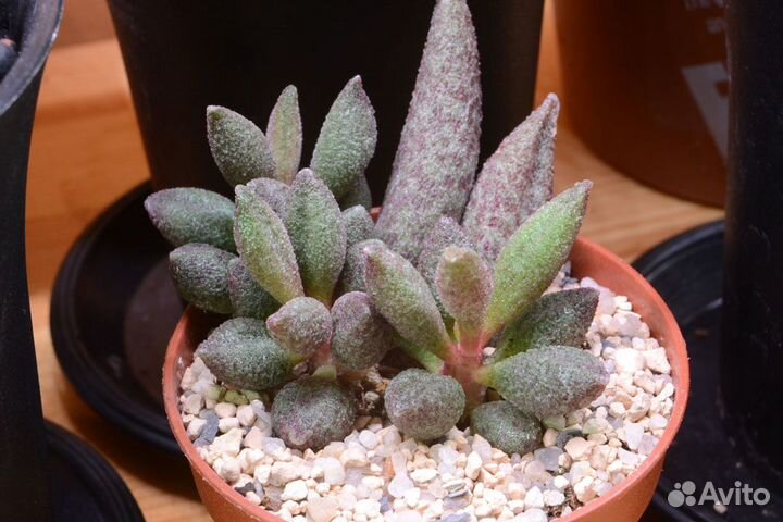 Adromischus marianiae antidorcatum (Адромискус)