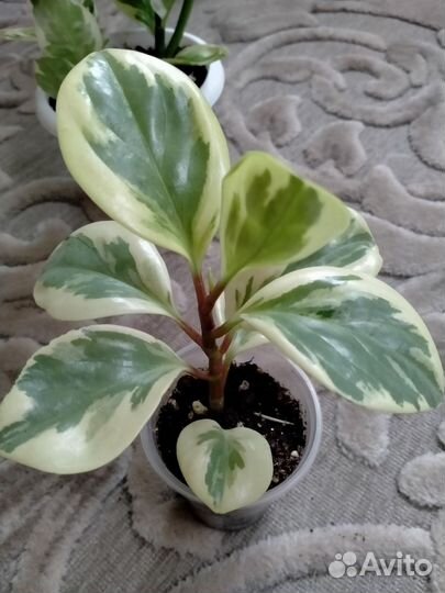 Вариегатный педилантус и пеперомия