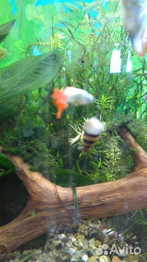 Хищные улитки хелены