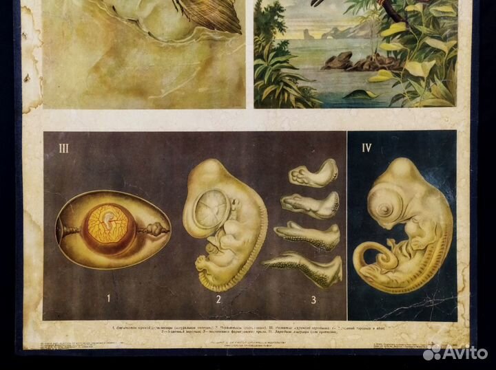 Плакат старинный 1952г Происхождение птиц эволюция