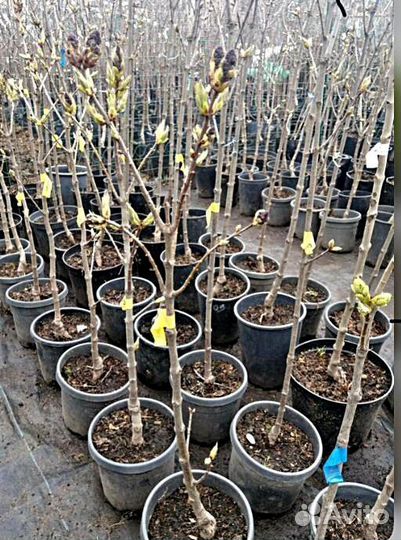 Саженцы Груша Бергамот