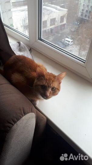 Очень весёлый кот ищет нового хозяина