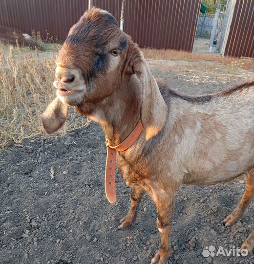 Козел на вязку