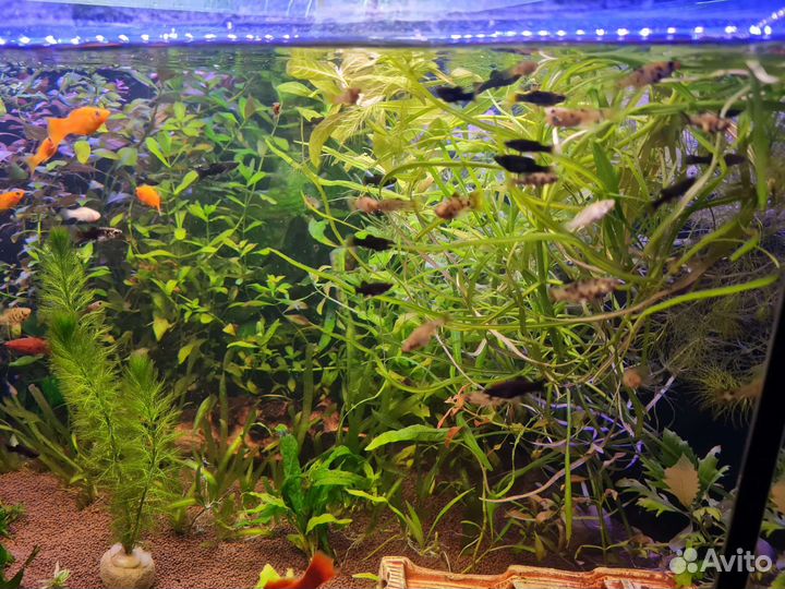 Аквариумная прополка, рыбки, улитки