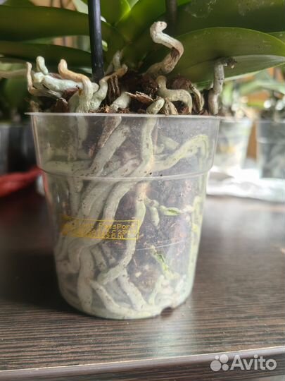 Орхидея фаленопсис