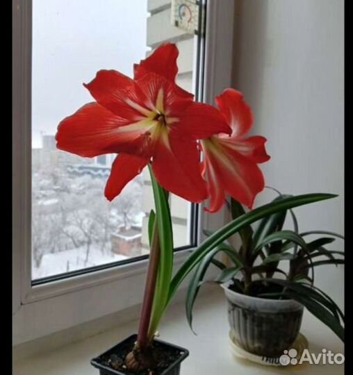 Гипераструм