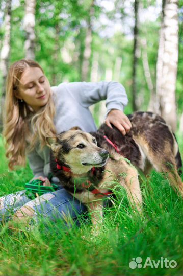 Милая и доьра собака Сэм из приюта ищет дом