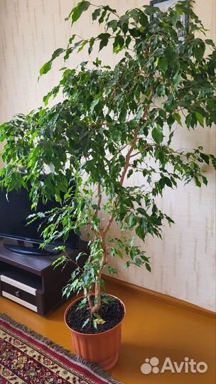 Фикус бенджамина