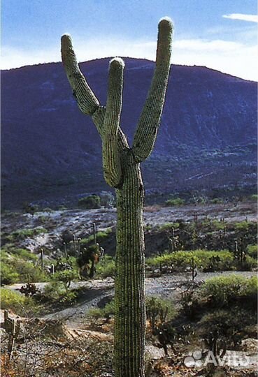 Книга Кунте Либор Кактусы