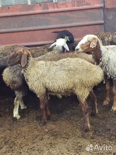 Курдючные бараны