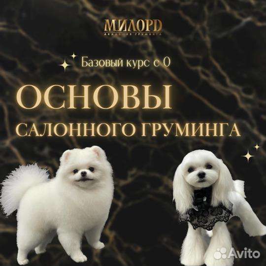 Обучение грумингу