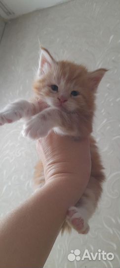 Котята мейн-кун