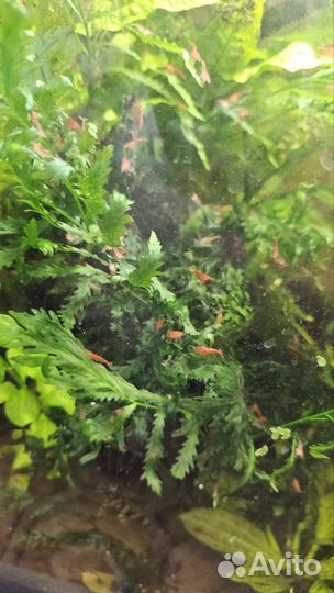 Креветки неокардины