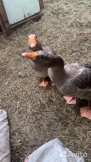 Гуси большая серая