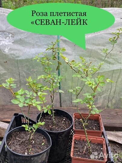 Саженцы розы Севан-Лейк