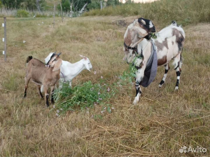 Нубийские козлики