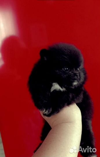 Померанский шпиц