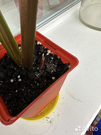 Калатея, строманта мэджик стар