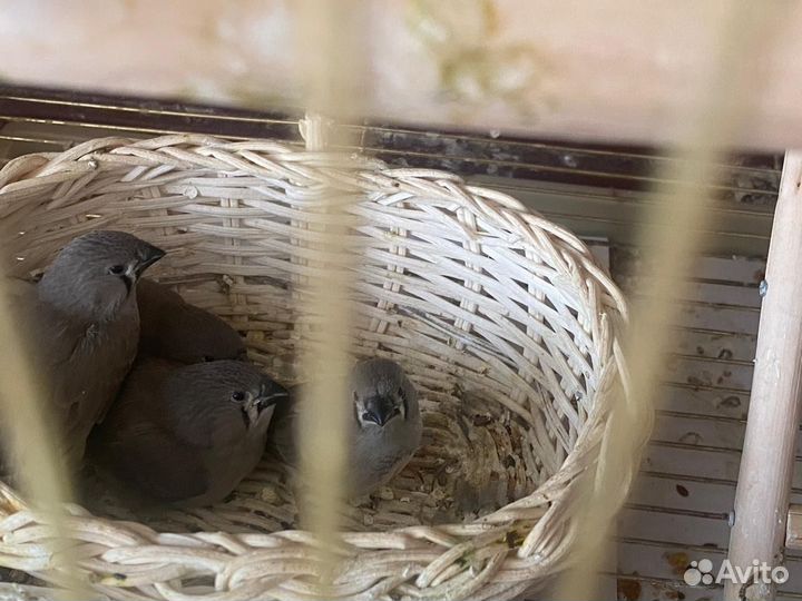 Зебровые амадины