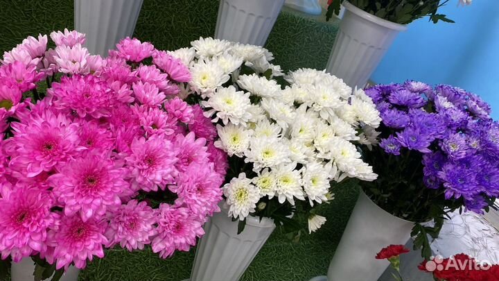 Хризантема кустовая букет доставка бесплатно