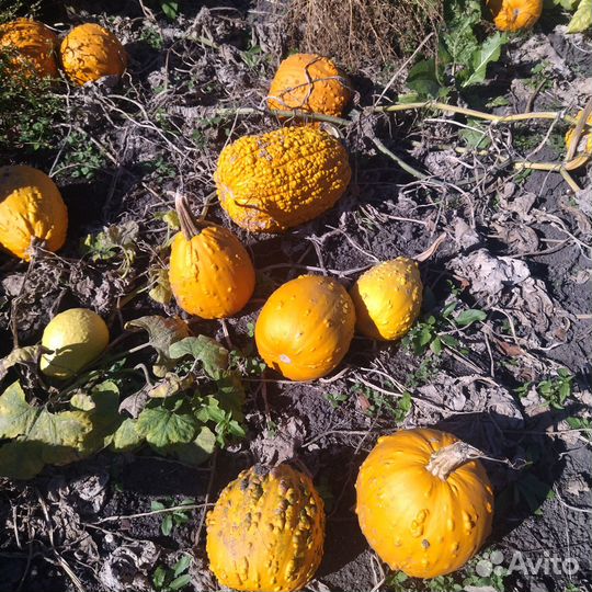 Тыква оптом