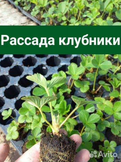 Рассада клубники