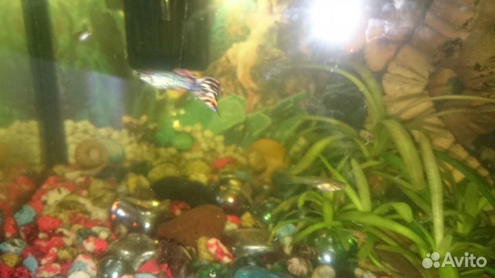 Гуппи молодняк