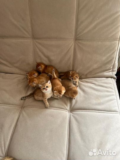 Кошки