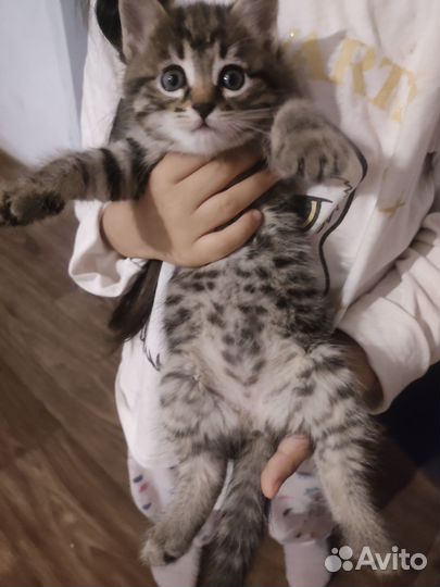 Котята в добрые руки бесплатно