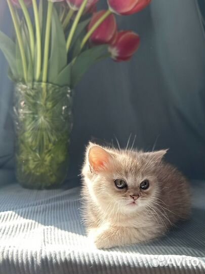 Котята с документами