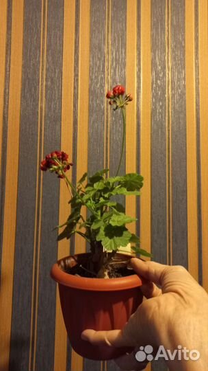 Герань (пеларгония)