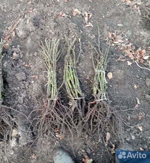 Крупные кусты Розы Оптом в розницу