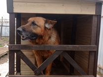 Строить будку для собаки во сне