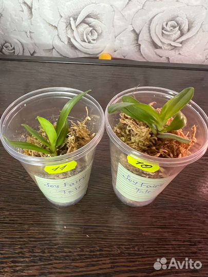 Орхидея фаленопсис Joy Fairy Tale