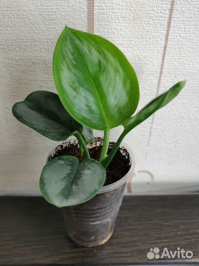 Сциндапсус Мунлайт