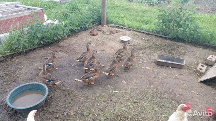 Утки подсадные для охоты