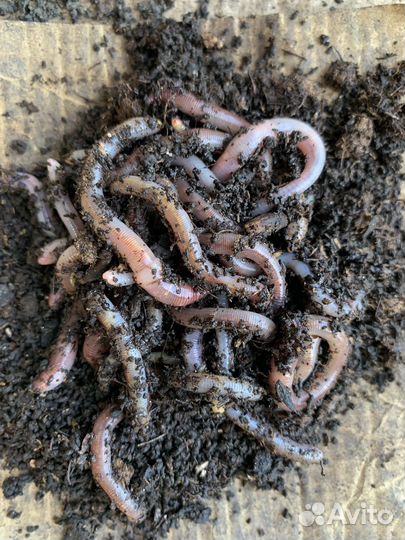 Черви зеленые