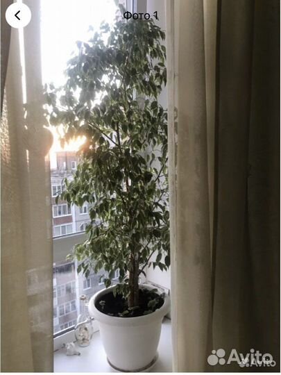 Бенджамина фикус, Голден Кинг