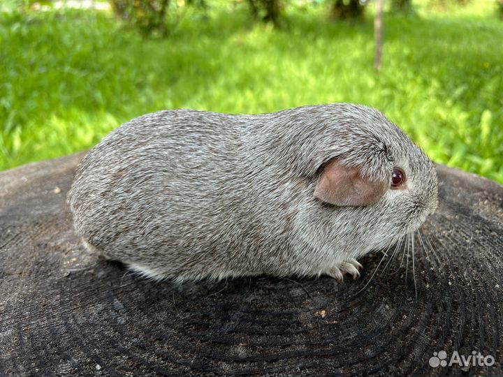 Морская свинка