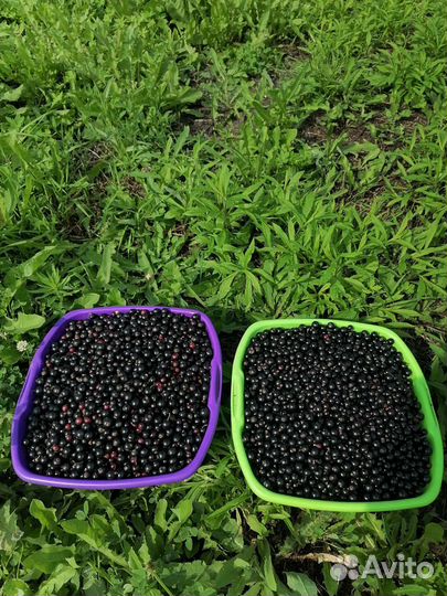 Черная смородина ягода