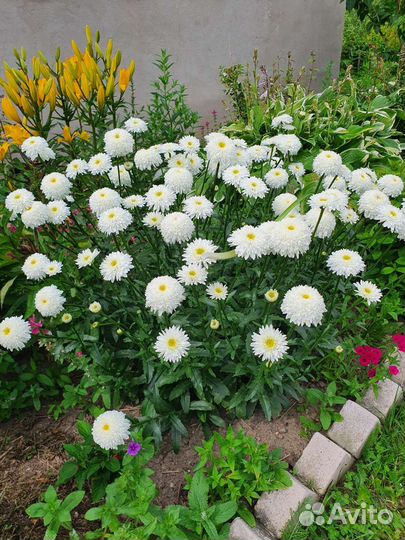 Хоста, ромашка садовая крупная, ромашка махровая