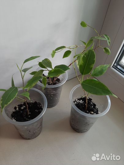 Фикус бенджамина пестролистный