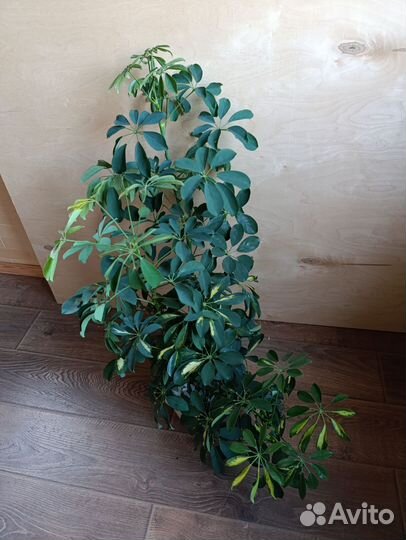 Шефлера взрослая 1 метр