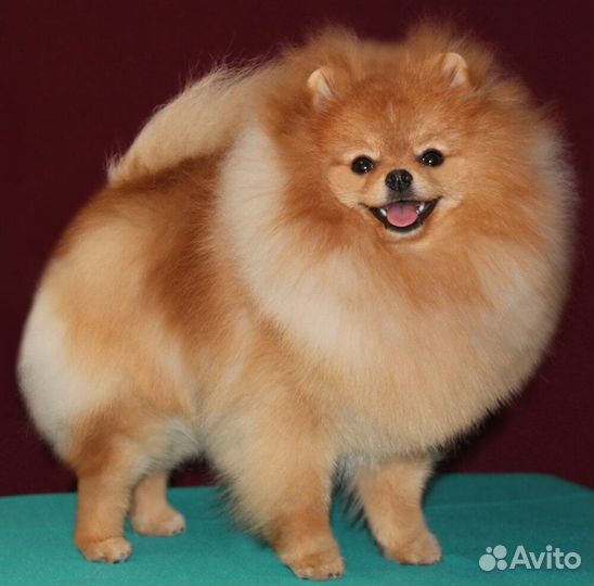 Породный груминг (стрижка) шпицев