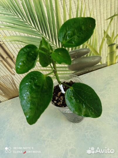 Сортовые гибискусы