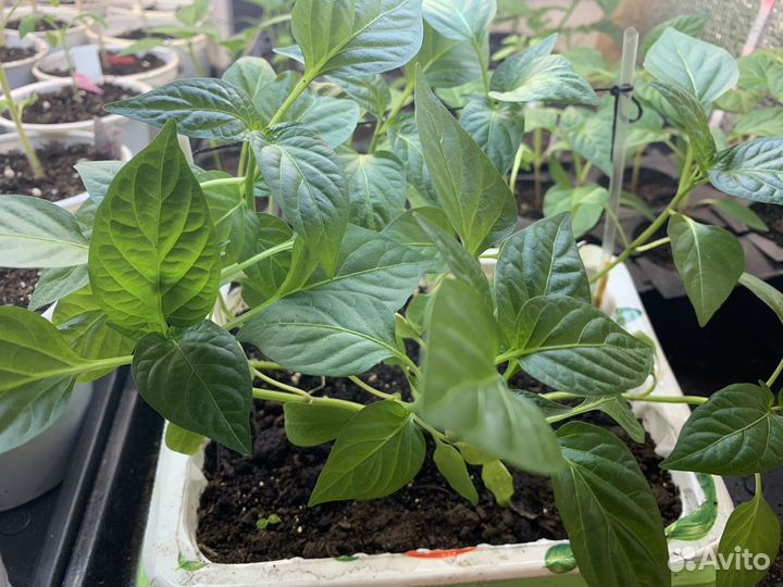 Рассада перца сладкого